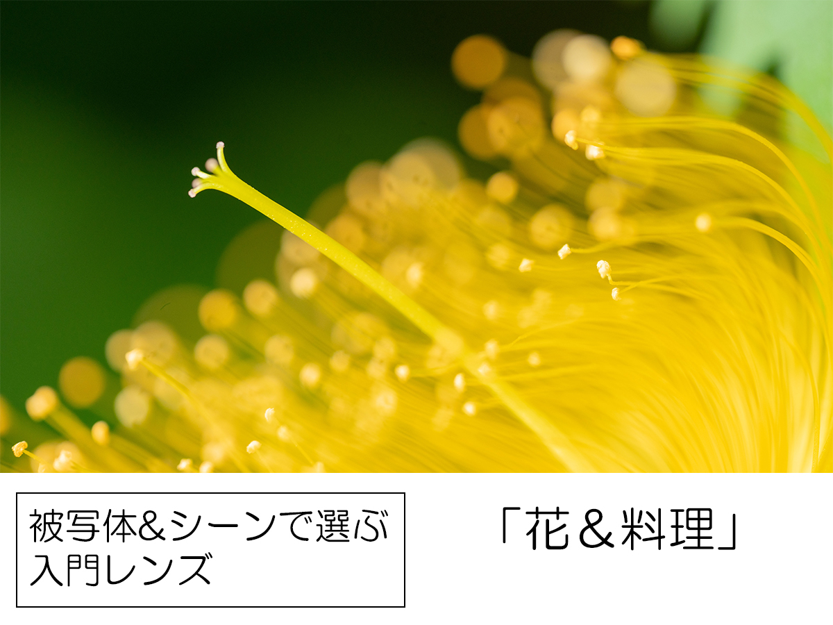 花や料理を画面いっぱいに写す おすすめ入門用 マクロレンズ 3選 Phile Web