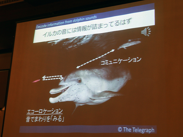 画像7 第19回 音の匠 は 超高域150khzの世界で生きるイルカ研究の森阪匡通氏 Phile Web