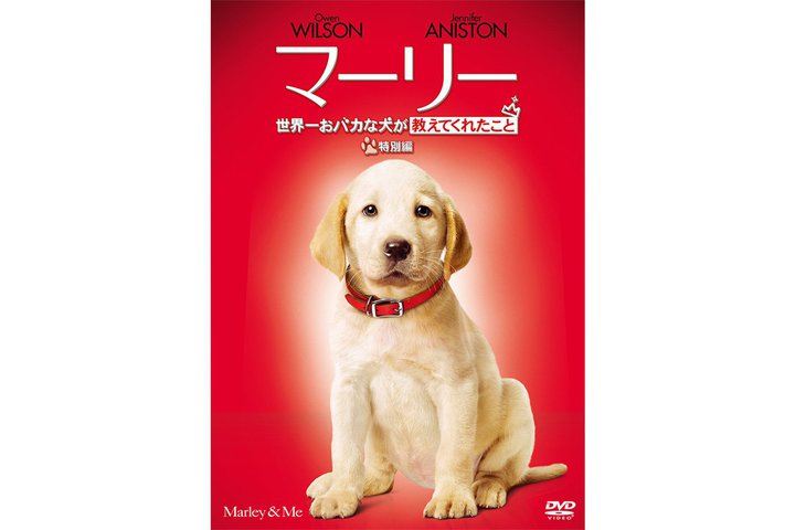 DKI̖͂Ɛlԃh}˔ď΂n[gtERfB