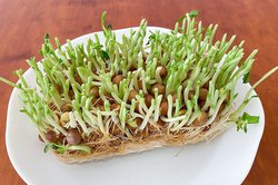 LEDƖňĂ؂͂H Ƃ}YH