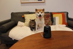 �p�i�\�j�b�N�A�X�}�z����y�b�g�����掿�Ɍ����uHD�y�b�g�J�����v�B�]�|�h�~�@�\��V����