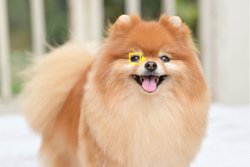 jR̃~[XuZ 50vAFɑΉBEFuJ\tg\