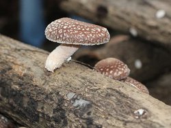 IL[A͔̍|iJnBXs[J[JmEnE