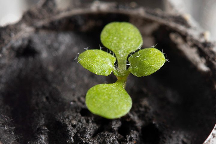 u̓yŒn̐AvƂ̌ʁB̓A֑傫ȑOiyGadget Gatez